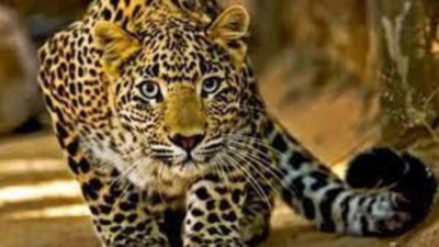 Telangana: 2-year-old leopard killed in hit-and-run on National Highway,  probe on | Hyderabad News - Times of India