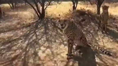 Cheetahs from Namibia would land at Gwalior, not Jaipur