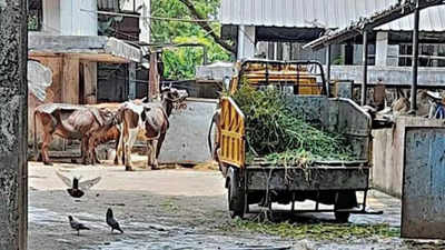 Kaloor abattoir: PCB starts legal action against Kochi corporation
