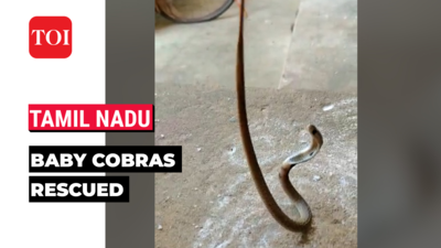 Tamil Nadu: Two baby cobras rescued from homes in Cuddalore