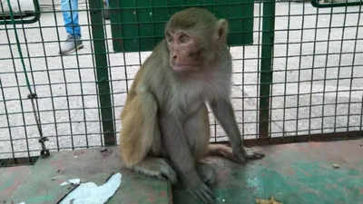 Monkey rescued from human habitat in Navi Mumbai