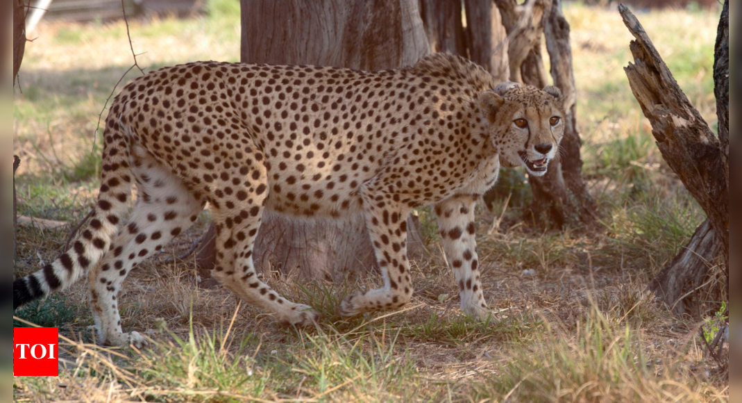 Cheetahs in India: A spotted history, a future of hopes