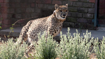 Cheetahs in India: A spotted history, a future of hopes
