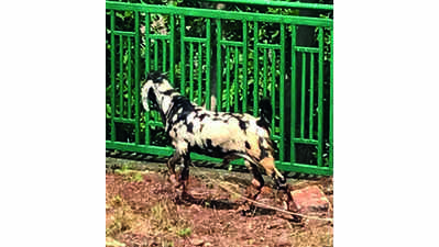 Bait-ed breath: Meet the luckiest goat alive in Madhya Pradesh