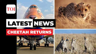 Project cheetah: 8 big cats landed at Gwalior airport
