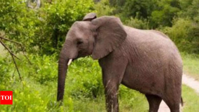 Tamil Nadu: Man injured in elephant attack