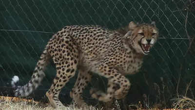 Back in India after 7 decades; Plane carrying 8 cheetahs lands in Gwalior