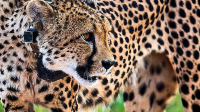 PM Narendra Modi to release cheetahs in Kuno today