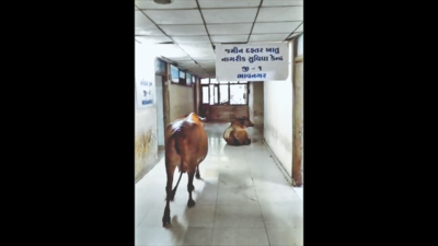 Gujarat: Cows’ stroll in govt building!