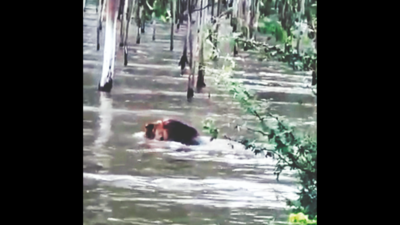 Gujarat: Lions swim through flooded farms