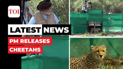 Watch: PM Modi releases 8 cheetahs at Kuno National Park