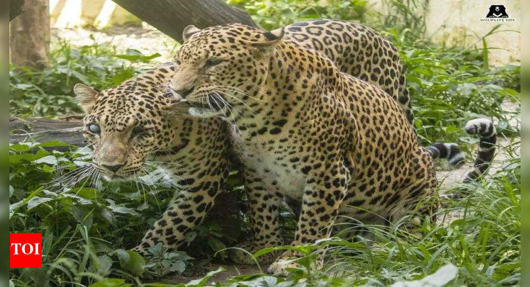 In each other’s company for a decade, rescued leopards develop a unique ...