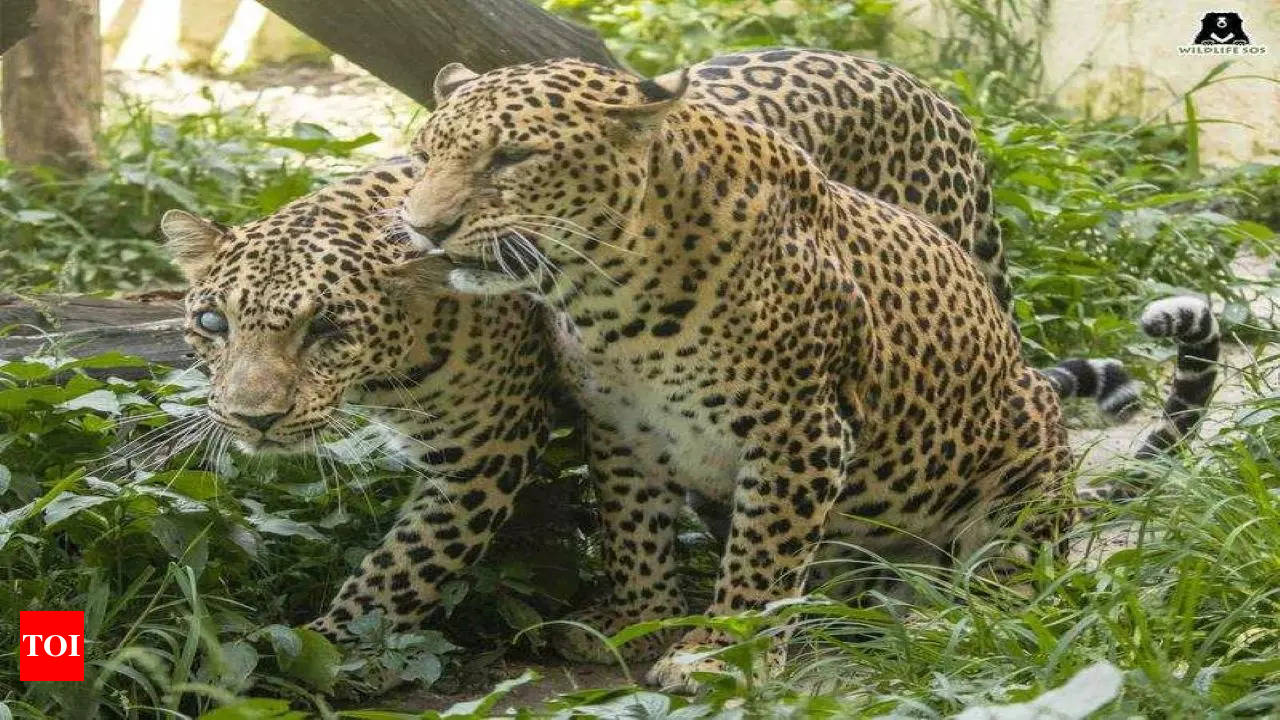 In each other's company for a decade, rescued leopards develop a unique  bond