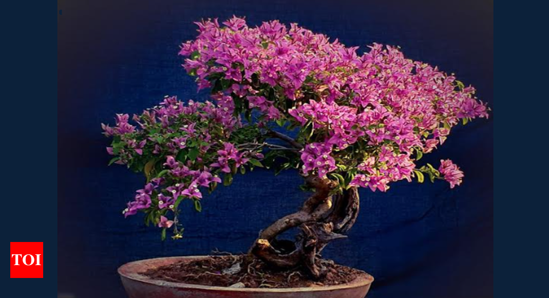 Chennai hosting bonsai exhibition, workshop