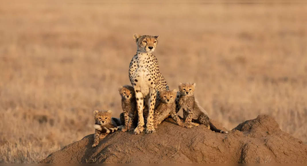 What does cheetah reintroduction mean for Kuno National Park?