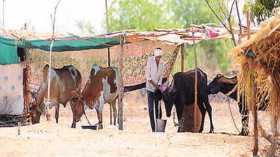 13,500 cattle vaccinated against lumpy skin disease in Nashik