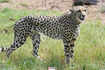 Cheetahs make a return to India after 70 years, here are some interesting facts about them