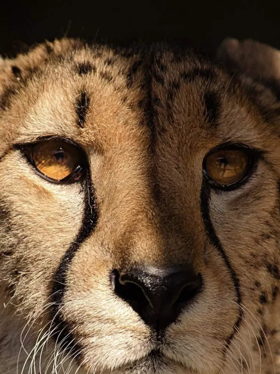 9 interesting fun facts about Cheetahs | Times of India