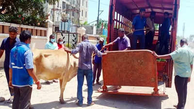 Chennai Corporation seizes 242 stray cattle