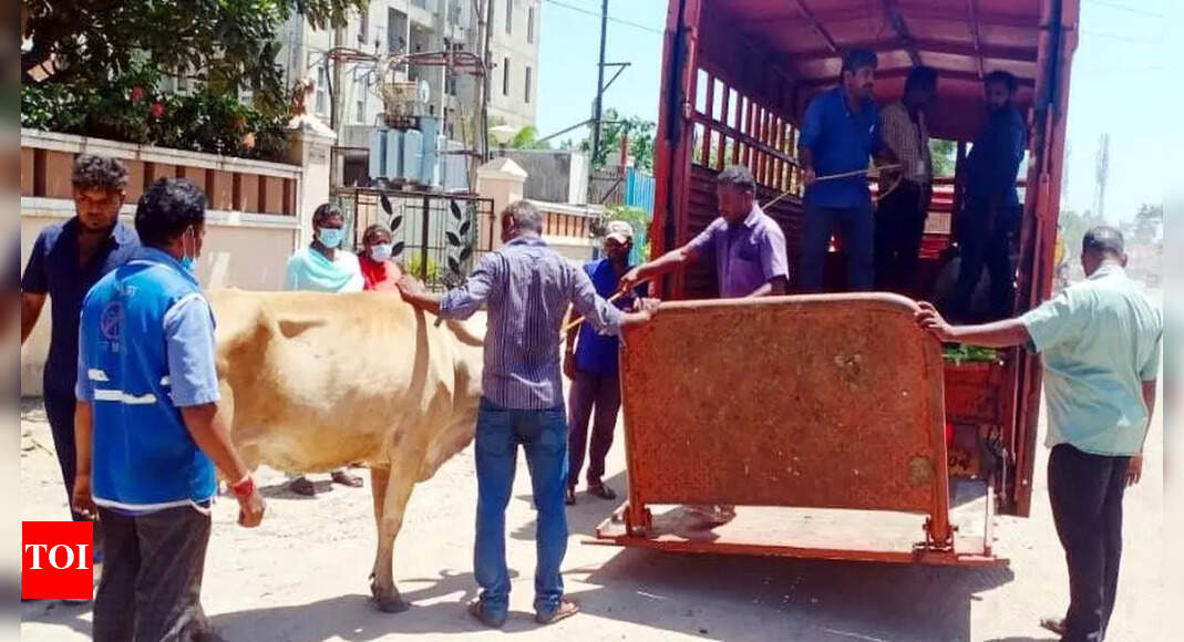 Chennai Corporation seizes 242 stray cattle | Chennai News - Times of India