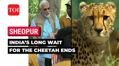 Namibia to Kuno: How cheetahs found their new home in India