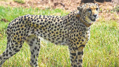 ‘No lions, tigers, giraffes; cheetahs to rule Kuno’