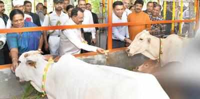 Goa gets its first goshala for indigenous shwet kapila cows