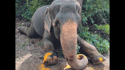 Elephant Jamila, 62, dies at ERC in Trichy