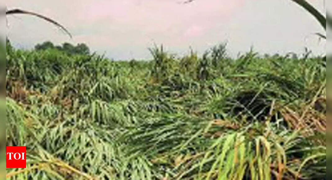 Rain Spells Damage Paddy, Sugarcane Crops In Pilibhit | Bareilly News ...