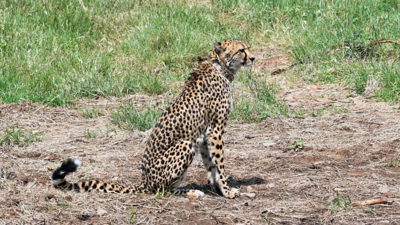 Kuno National Park has adequate space, prey base to house 20 to 25 cheetahs: MP forest officer