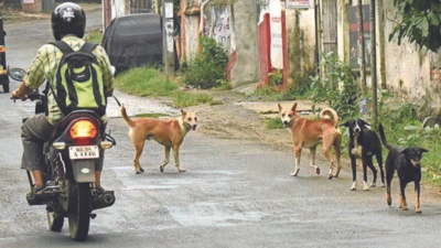 Thiruvananthapuram: Corporation special council approves action plan for stray dog management