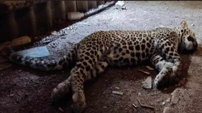 Leopard found dead inside Film City in Mumbai | Mumbai News - The ...