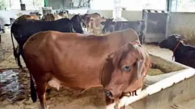 Lucknow: Now, pay 16 times more for keeping cow as pet
