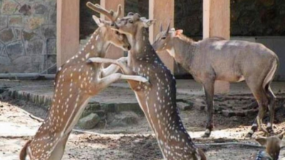 26 new fawns to greet visitors at Delhi Zoo | Delhi News - Times of India