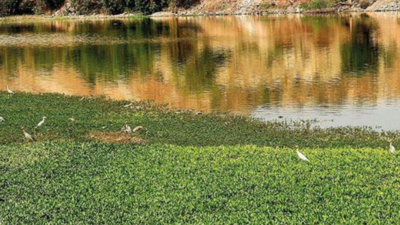 Karnataka: Chamarajanagar ZP begins second phase of lake rejuvenation work