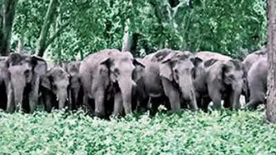 Beekeeping to avert man-elephant conflict in two UP tiger reserves