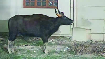 Coimbatore: Gaur stranded in Sivanandapuram