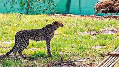 Cheetahs from Namibia soak in ambience of new home in India