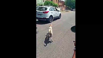 Jodhpur doctor chains dog with his car, drags around city