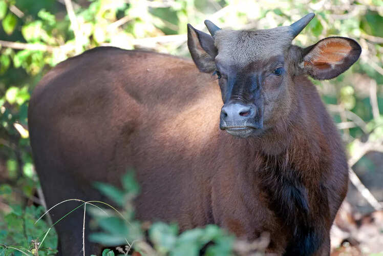 Satpura National Park, Madhya Pradesh