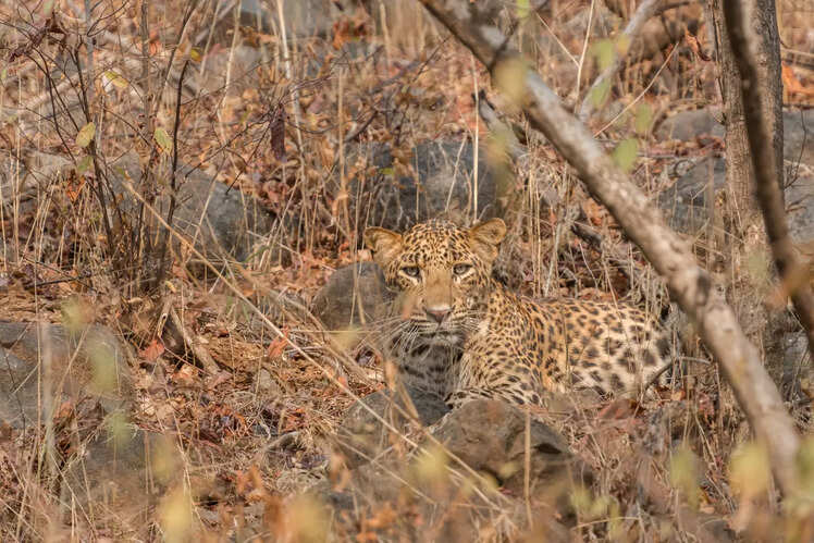 Panna National Park, Madhya Pradesh