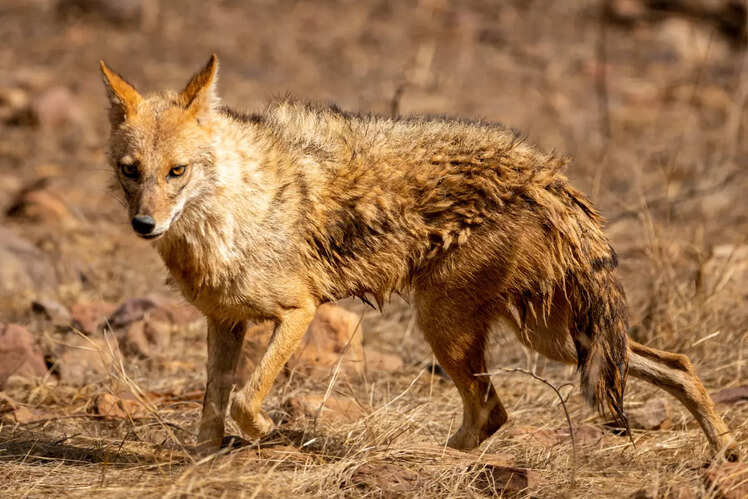 Sariska Tiger Reserve, Rajasthan