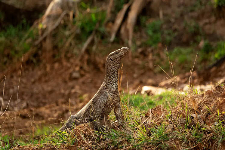 Bandipur Tiger Reserve, Karnataka