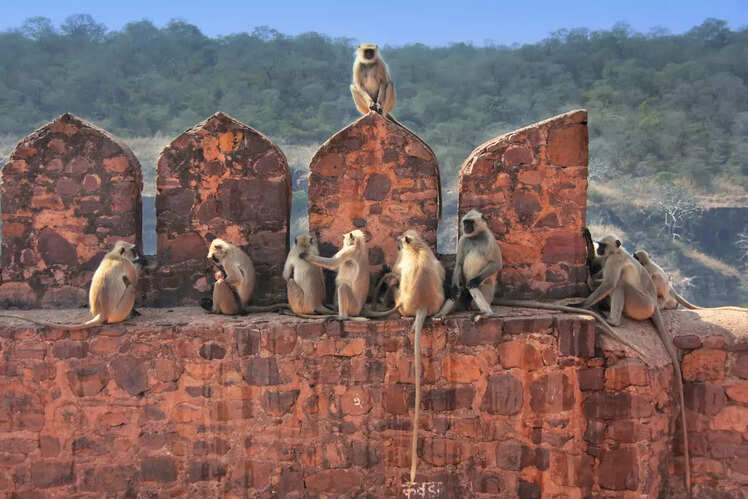 Ranthambore National Park, Rajasthan