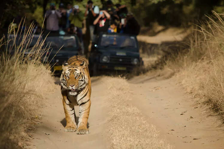 Bandhavgarh National Park, Madhya Pradesh