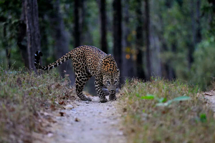 Kanha National Park, Madhya Pradesh