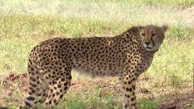 Cheetahs brought from Namibia savour their first meal in India, appear playful