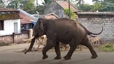 Karnataka: Tusker enters Mysuru village, creates panic