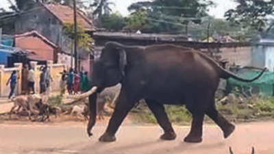 Mysuru: Tusker enters village near HD Kote taluk, triggers panic