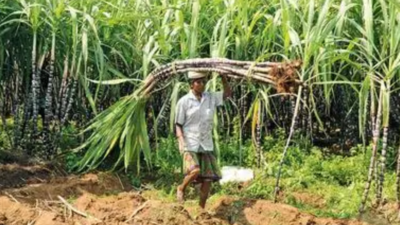 Maharashtra's sugar production set to be highest in India, third highest globally